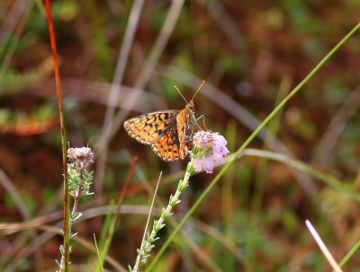 Veenbesparelmoervlinder - Cranberry Fritillary