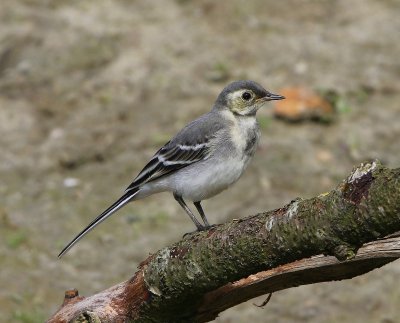 Witte Kwikstaart - White Wagtail