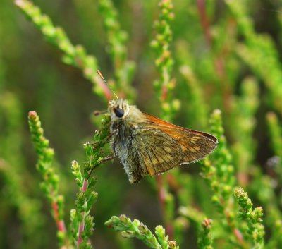 Groot Dikkopje - Large Skipper