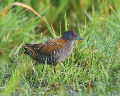 Kleinst Waterhoen - Baillon's Crake