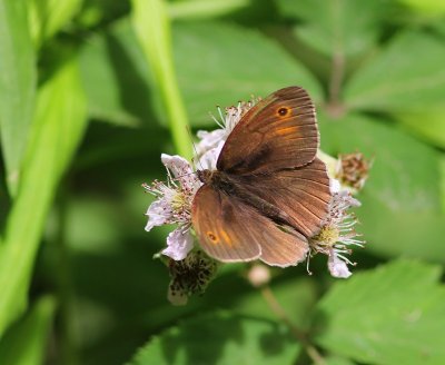 Bruin Zandoogje - Meadow Brown