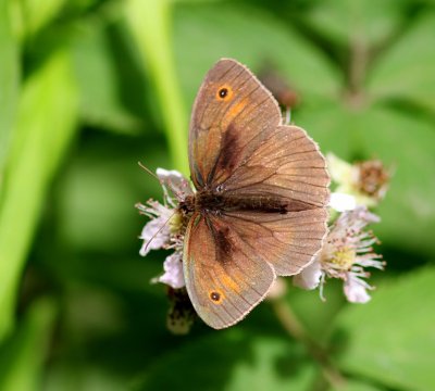 Bruin Zandoogje - Meadow Brown
