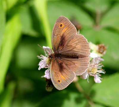 Bruin Zandoogje - Meadow Brown