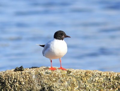 Dwergmeeuw - Little Gull