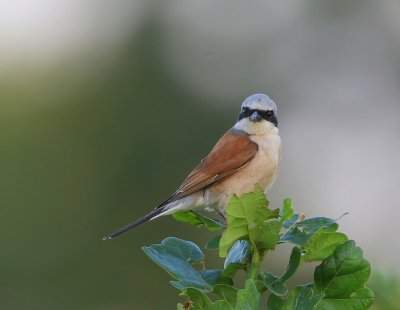 Grauwe Klauwier - Red-backed Shrike