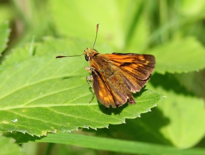 Groot Dikkopje - Large Skipper
