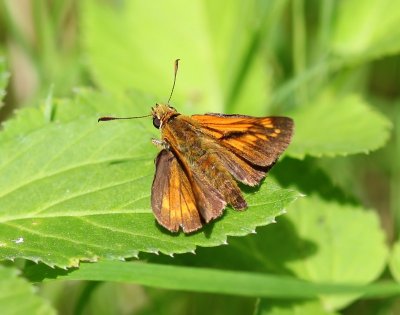 Groot Dikkopje - Large Skipper