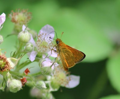 Groot Dikkopje - Large Skipper