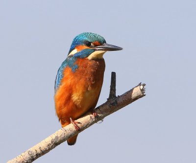 IJsvogel - Common Kingfisher