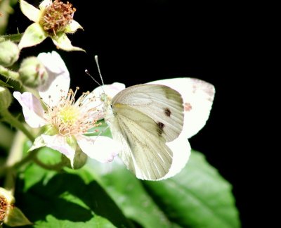 Klein Geaderd Witje - Green-veined White