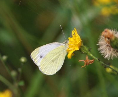 Klein Koolwitje - Small White