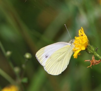 Klein Koolwitje - Small White