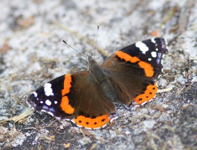 Atalanta - Red Admiral