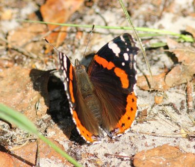 Atalanta - Red Admiral