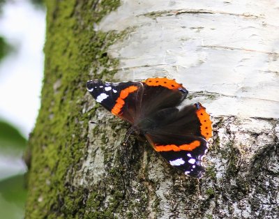 Atalanta - Red Admiral