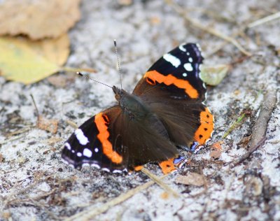 Atalanta - Red Admiral