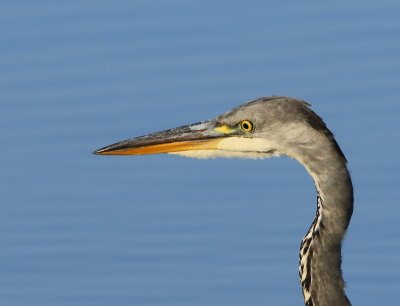 g9/91/964991/3/161108843.qx0EV0E1.jpg