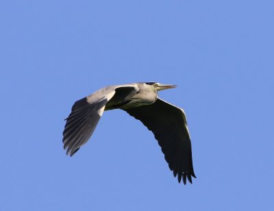 Blauwe Reiger - Grey Heron
