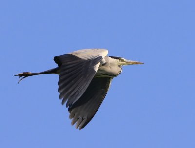 Blauwe Reiger - Grey Heron