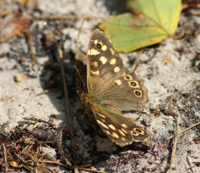 Bont Zandoogje - Speckled Wood