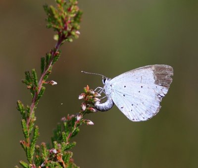 Boomblauwtje - Holly Blue