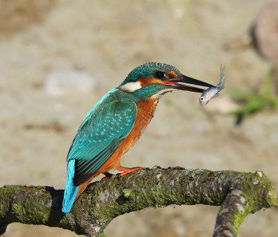 IJsvogel - Common Kingfisher