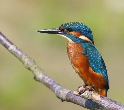 IJsvogel - Common Kingfisher