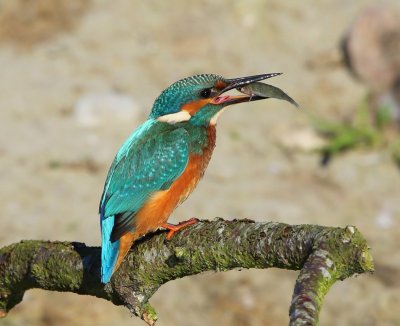 IJsvogel - Common Kingfisher