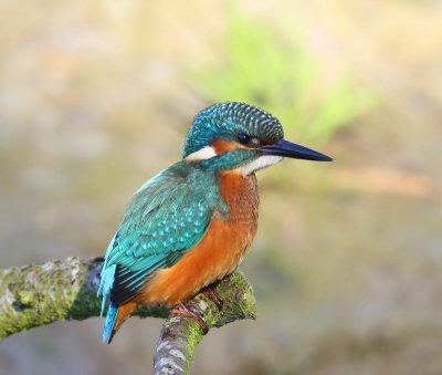 IJsvogel - Common Kingfisher