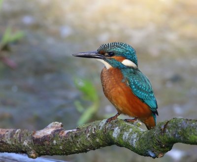 IJsvogel - Common Kingfisher