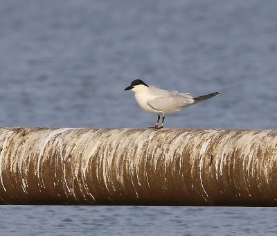 Lachstern - Gull-billed Tern