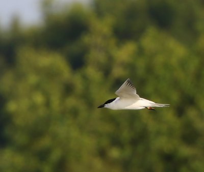 Lachstern - Gull-billed Tern