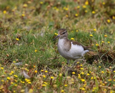 Oeverloper - Common Sandpiper