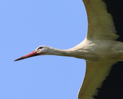 Ooievaar - White Stork