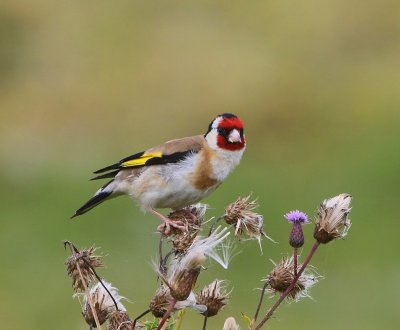 Putter - European Goldfinch