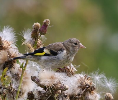 Putter - European Goldfinch