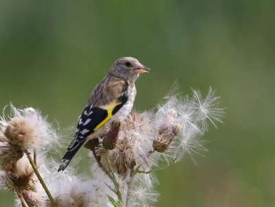 Putter - European Goldfinch