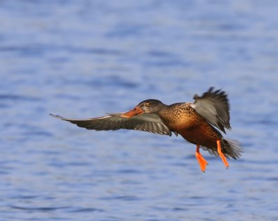 Slobeend - Northern Shoveler