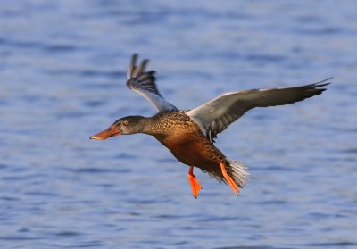 Slobeend - Northern Shoveler