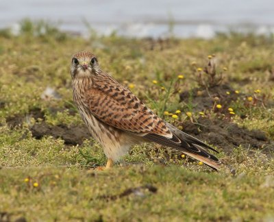 Torenvalk - Common Kestrel