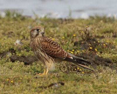 Torenvalk - Common Kestrel