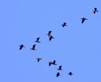 Aalscholvers - Great Cormorants