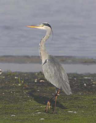 Blauwe Reiger - Grey Heron