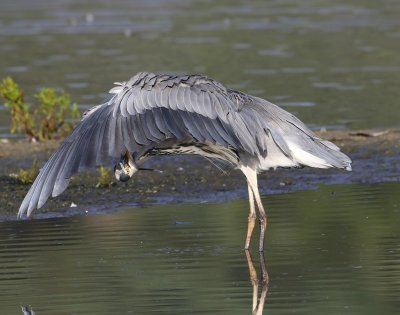 Blauwe Reiger - Grey Heron