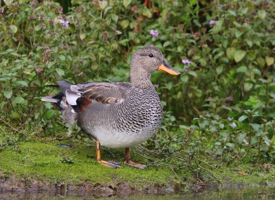 Krakeend - Gadwall