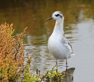 Rosse Franjepoot - Red Phalarope