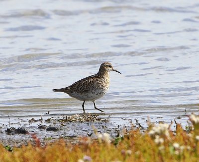 Siberische Strandloper - Sharp-tailed Sandpiper