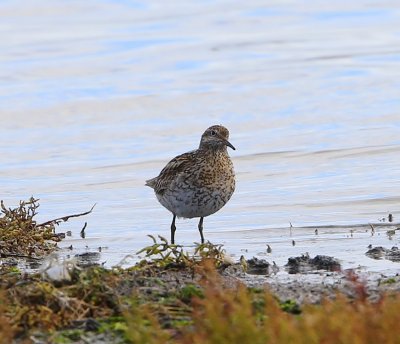 Siberische Strandloper - Sharp-tailed Sandpiper