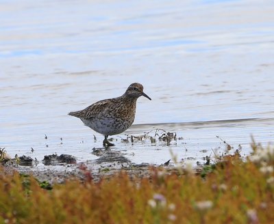 Siberische Strandloper - Sharp-tailed Sandpiper