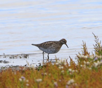 Siberische Strandloper - Sharp-tailed Sandpiper
